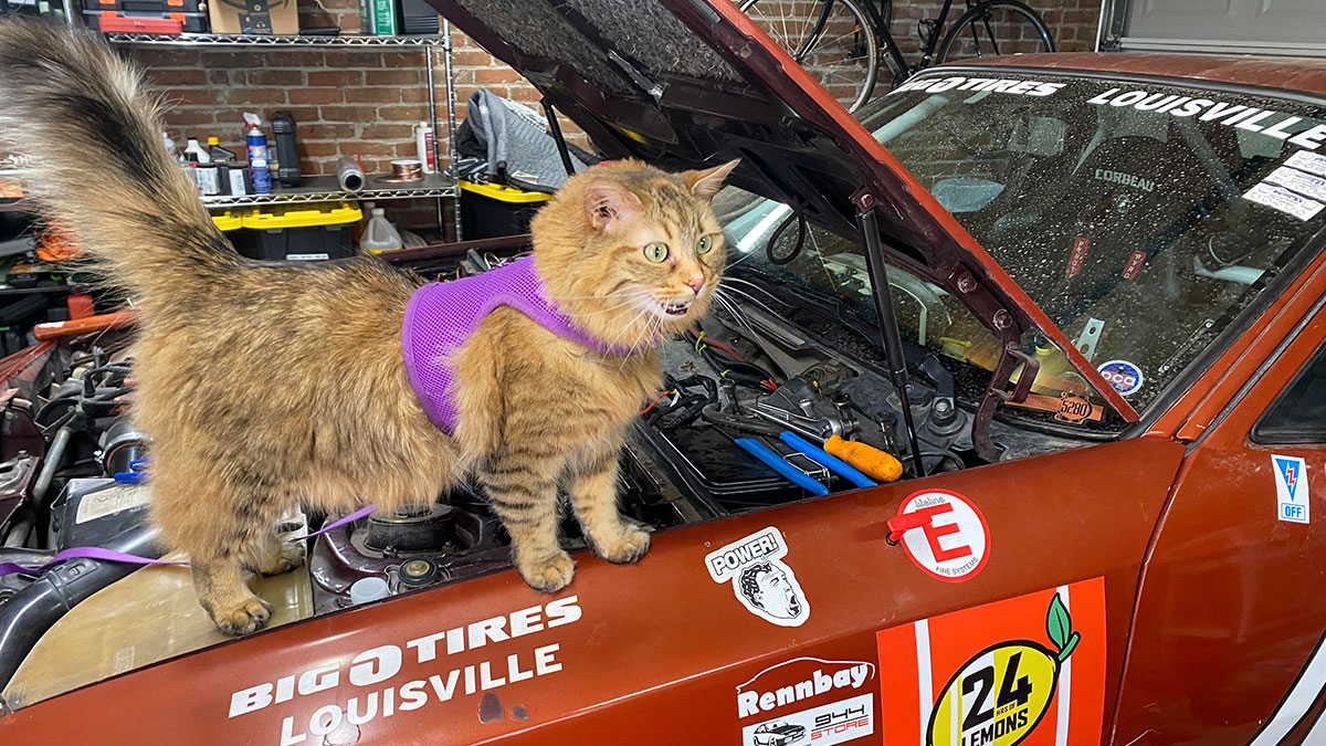 Cat wearing purple harness standing on the side of a vintage car with its hood open in a garage setting.