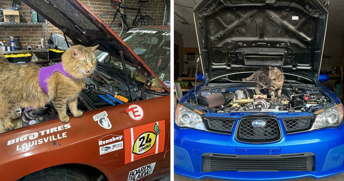 50 Confident Cats Who Accidentally Became Mechanics And Looked Way Too Proud Of It