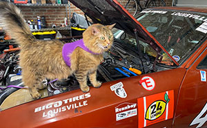 50 Confident Cats Who Accidentally Became Mechanics And Looked Way Too Proud Of It