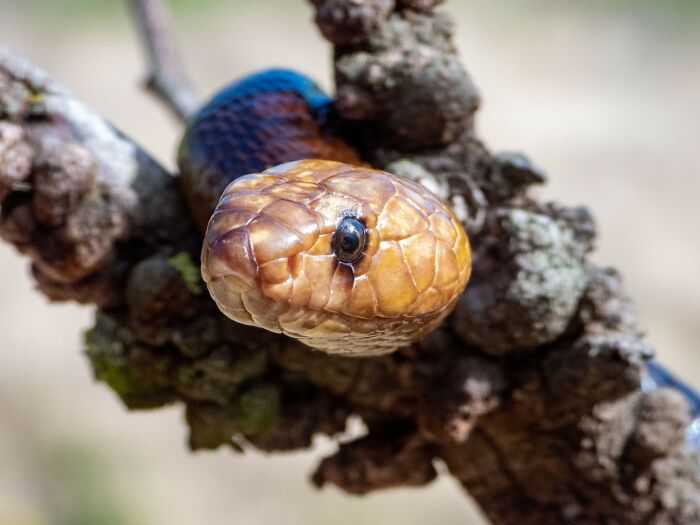 Close-up of a snake on a branch illustrating the concept of internet rabbit holes that took over people's lives.