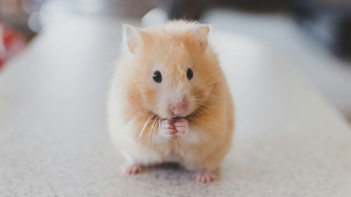 Close-up of a fluffy hamster on a light surface, illustrating people explain the etymology of common words concept.