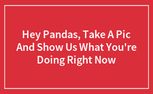 Hey Pandas, Take A Pic And Show Us What You're Doing Right Now