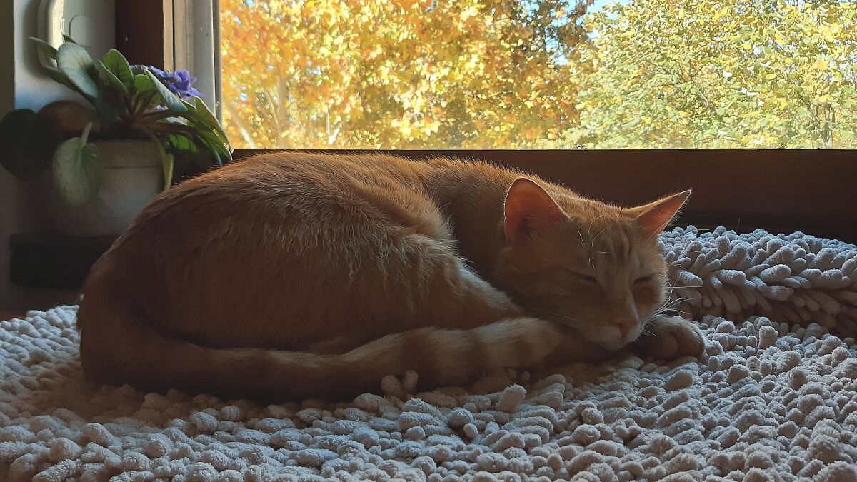 Hey Pandas, Take A Photo Of Something That Brings You Comfort (Closed)