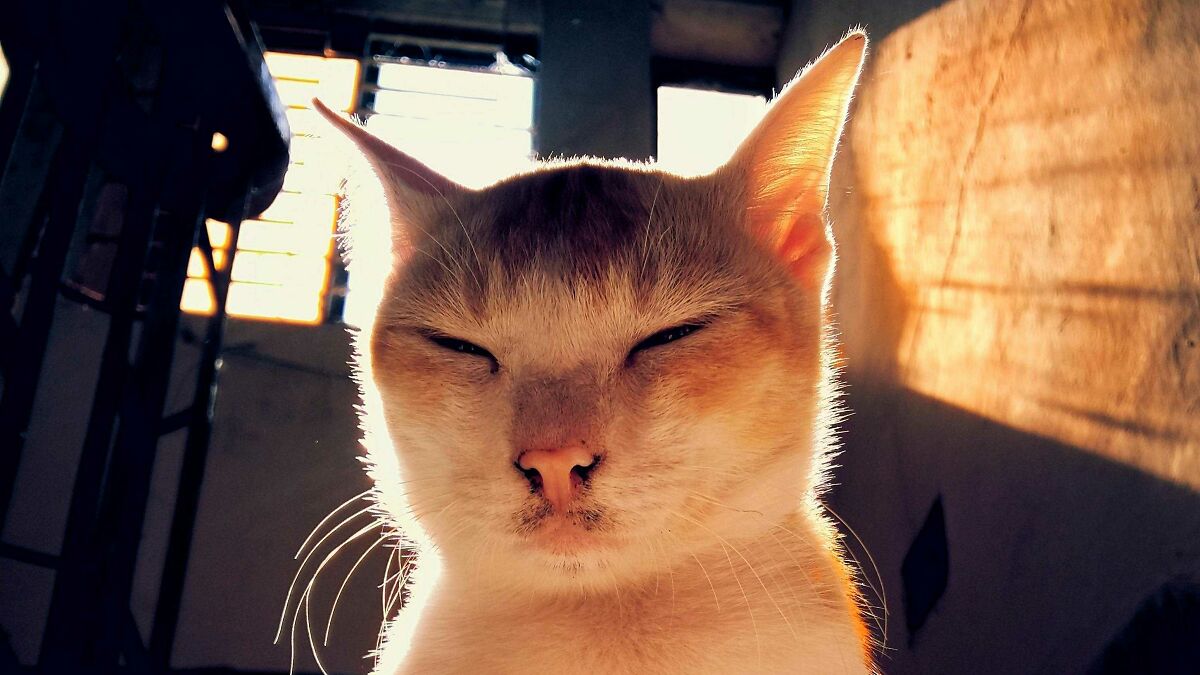 Close-up of a cat bathed in warm sunlight, showcasing independent photography with striking light and shadow contrast.