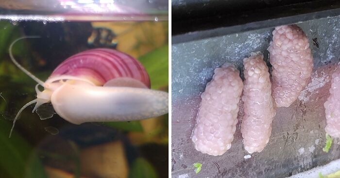 Mystery Snail Is Every Aquarist’s Funniest Clean-Up Crew