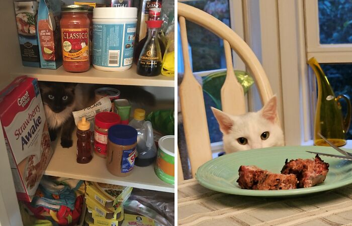 Hey Pandas, Post The Funniest Picture Of Your Cats