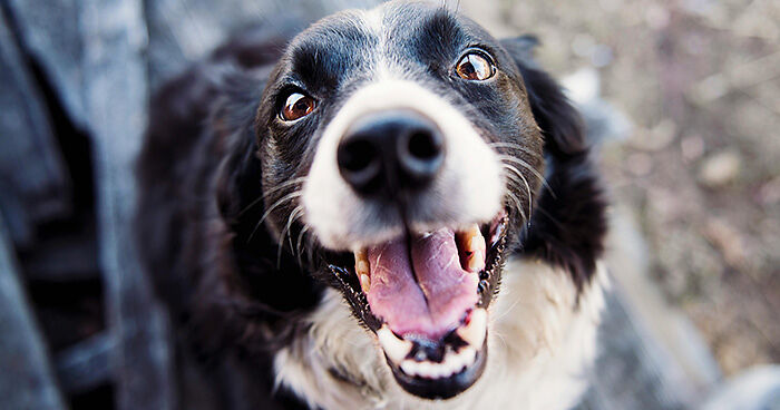 Can Dogs Be Autistic Like Humans? Scientists May Now Have The Answer