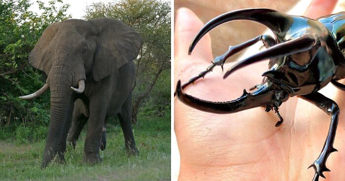 12 Fierce Contenders For “The Strongest Animal In The World” Title