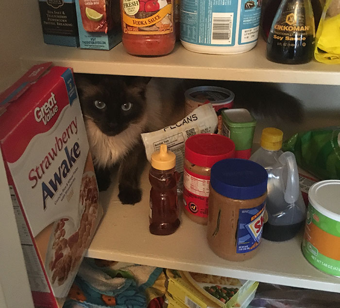 Hey Pandas, Post The Funniest Picture Of Your Cats