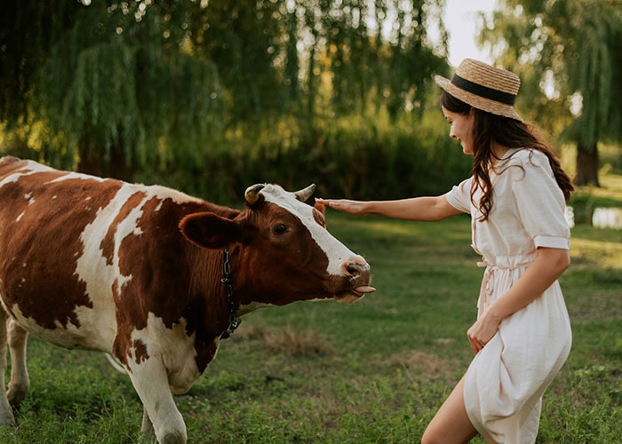Woman in a white dress and hat gently petting a brown and white cow in a grassy outdoor setting, ER stories theme.