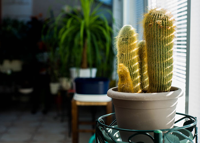 Close-up of a potted cactus plant indoors, illustrating a weird and crazy ER story involving unusual injuries.
