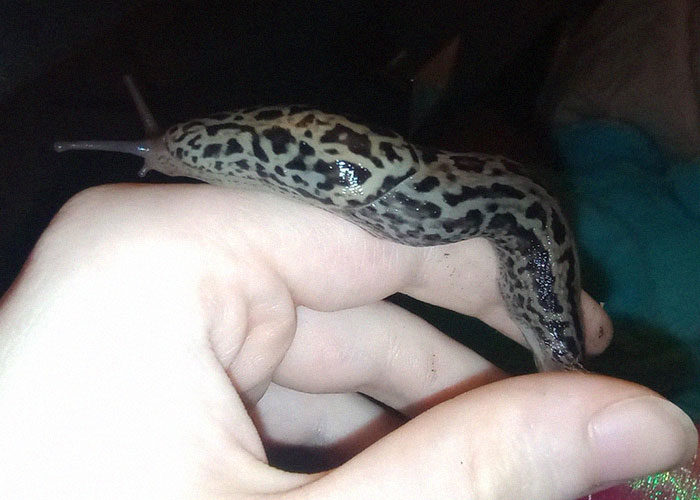Hand holding a spotted slug in dim light, illustrating themes of narrowly avoided being kidnapped and disturbing internet threads.