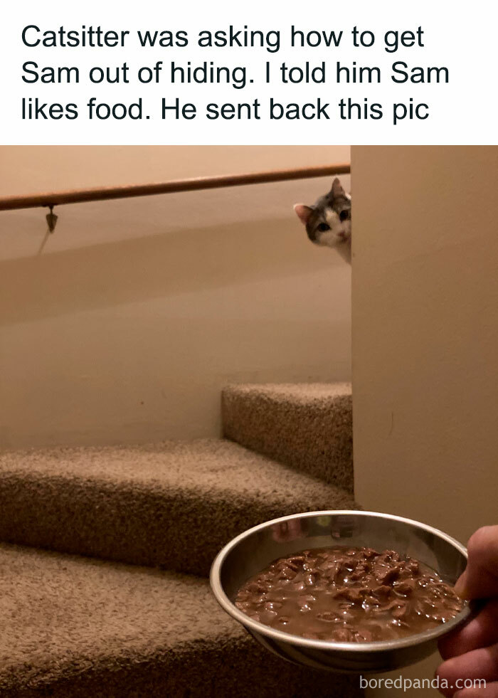 Cat peeking from behind a wall with bowl of cat food on stairs, funny cat memes for fans of looking at cat memes.