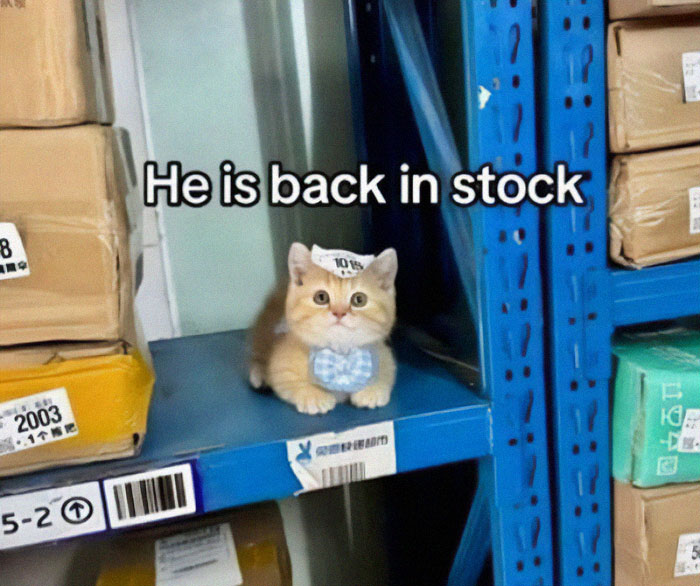Cute kitten wearing a bow tie on a warehouse shelf with a label saying he is back in stock, cat memes humor.