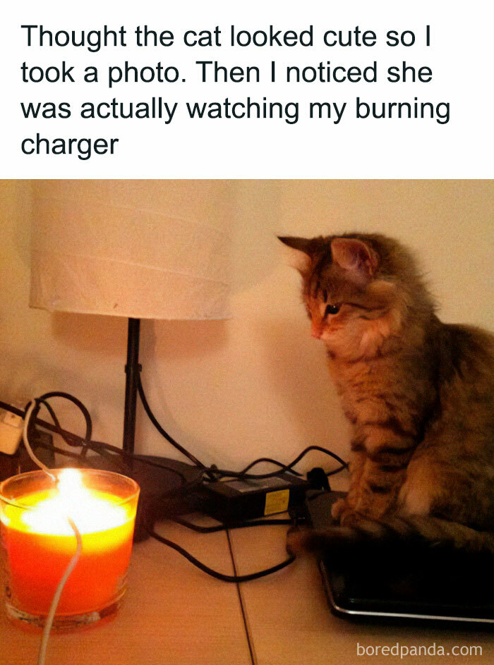 Cat meme of a cat watching a burning charger with a caption about taking a photo because the cat looked cute.