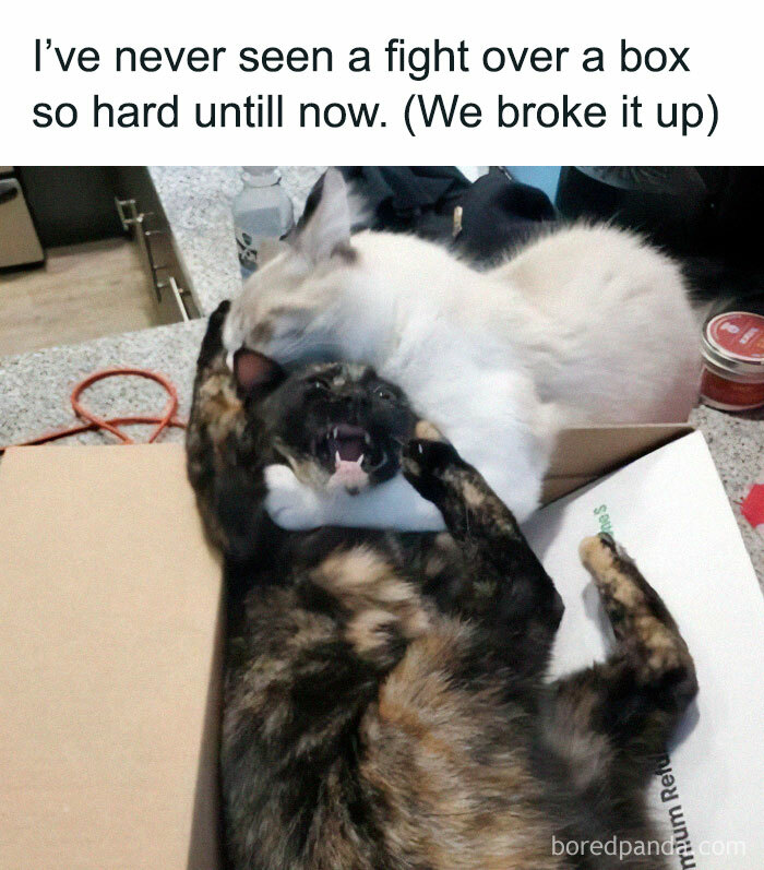 Two cats fighting over a box on a kitchen counter, one white and one tortoiseshell, funny cat memes moment.
