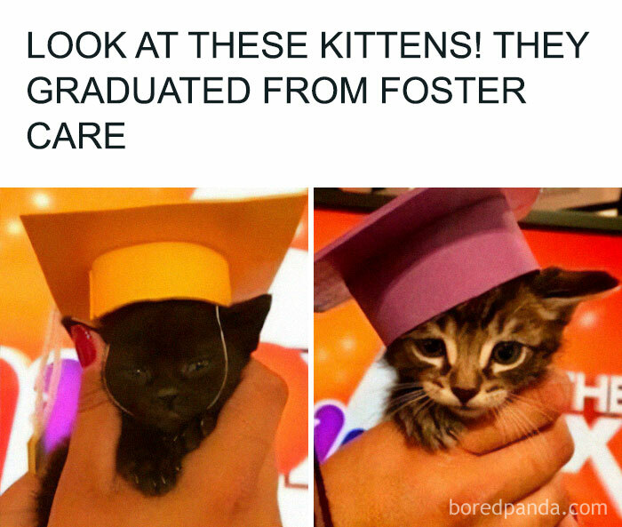 Two kittens wearing colorful graduation caps after graduating from foster care, cute cat memes to brighten your day.