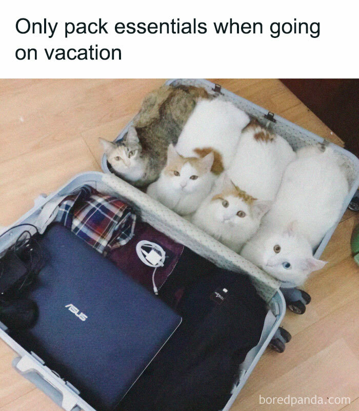 Four cats packed inside a suitcase alongside clothes and laptop, perfect for cat memes lovers looking for fun photos.