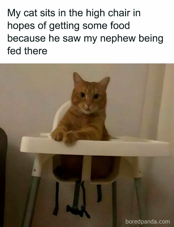 Orange cat sitting in a high chair hoping for food after seeing a baby fed, perfect for cat memes lovers.