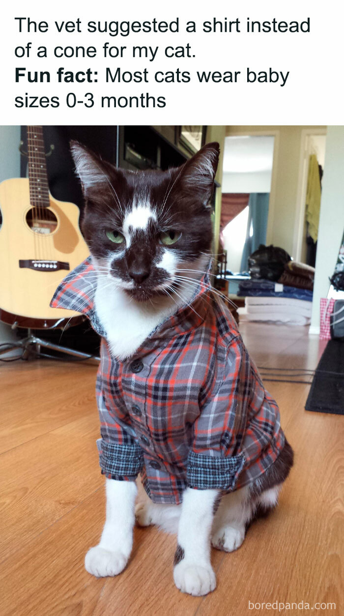 Cat wearing a baby-sized shirt instead of a cone, featured in funny cat memes for a better way to spend your day.