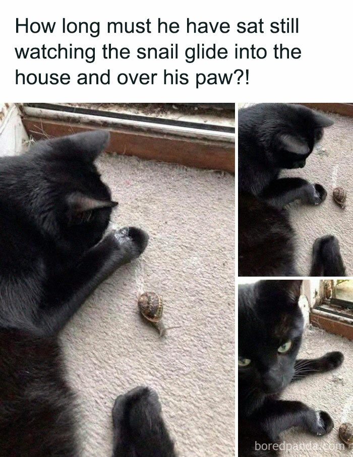 Black cat intently watching a snail on the floor in a series of adorable cat memes.