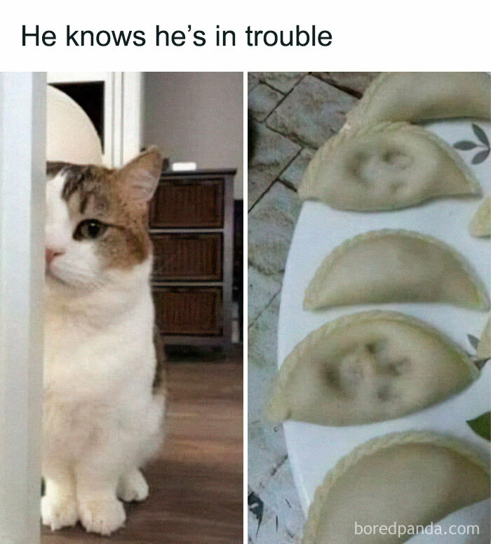 Cute cat peeking from behind a wall paired with dumplings shaped like cat faces, perfect for cat memes lovers.