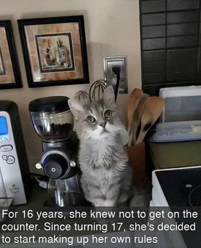 Gray cat sitting on a kitchen counter with humorous caption about breaking rules, perfect for cat memes lovers.