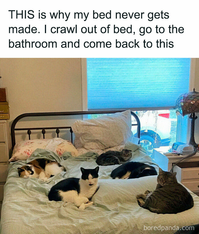 Five cats lounging on an unmade bed, illustrating why cat memes brighten your day with adorable cat moments.