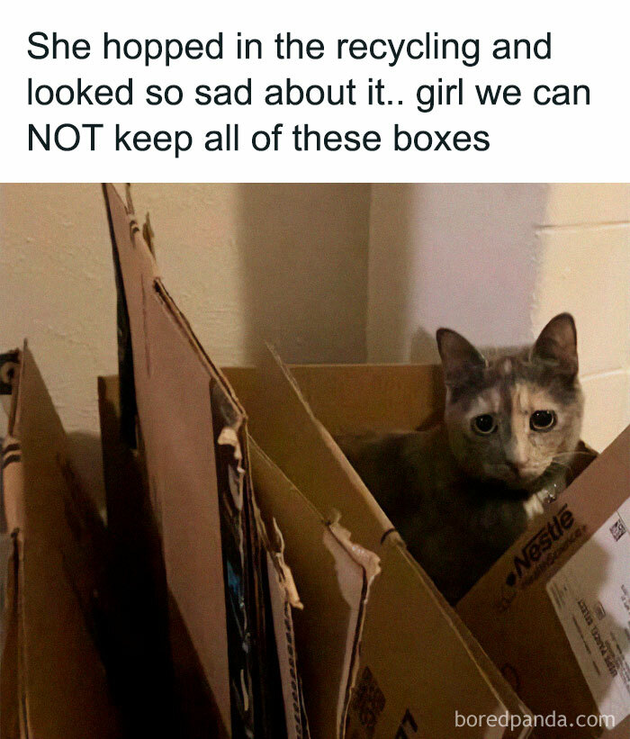 Cat sitting sadly in a recycling box among multiple cardboard boxes, perfect for fans of cat memes and pictures.