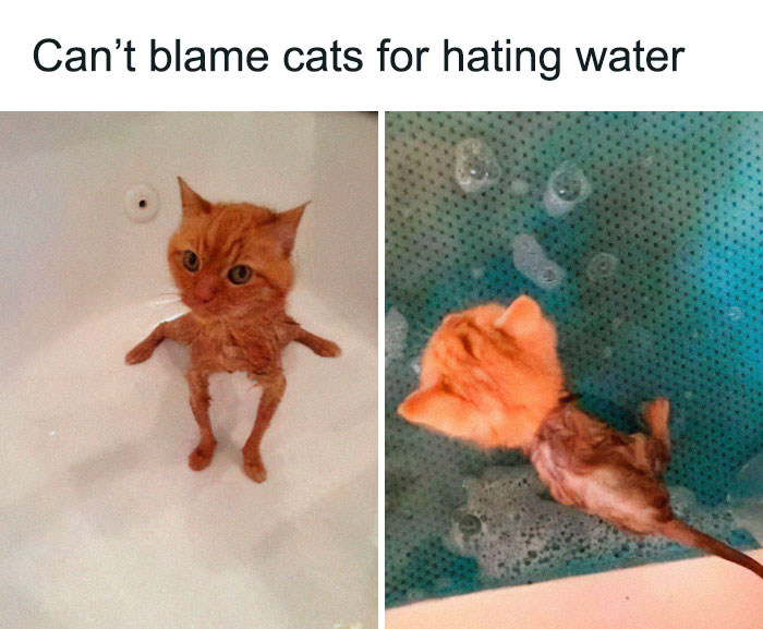 Wet orange cat in a bathtub showing dislike for water, perfect for fans of funny cat memes and cute cat pictures.