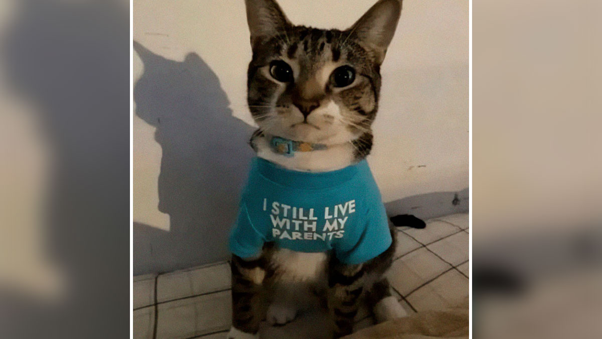 Tabby cat wearing a blue shirt saying I still live with my parents, perfect for cat memes lovers and fans of funny cat pics.
