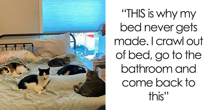 If You Can’t Think Of A Better Way To Spend Your Day Than Looking At Cat Memes, These 50 Pics Are For You