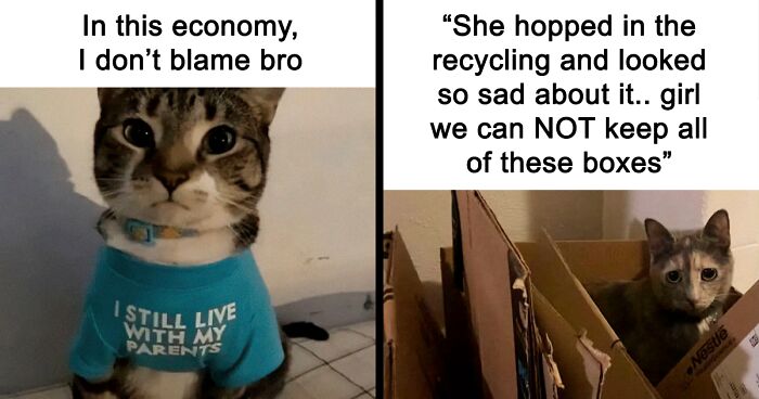 If You Can’t Think Of A Better Way To Spend Your Day Than Looking At Cat Memes, These 142 Pics Are For You