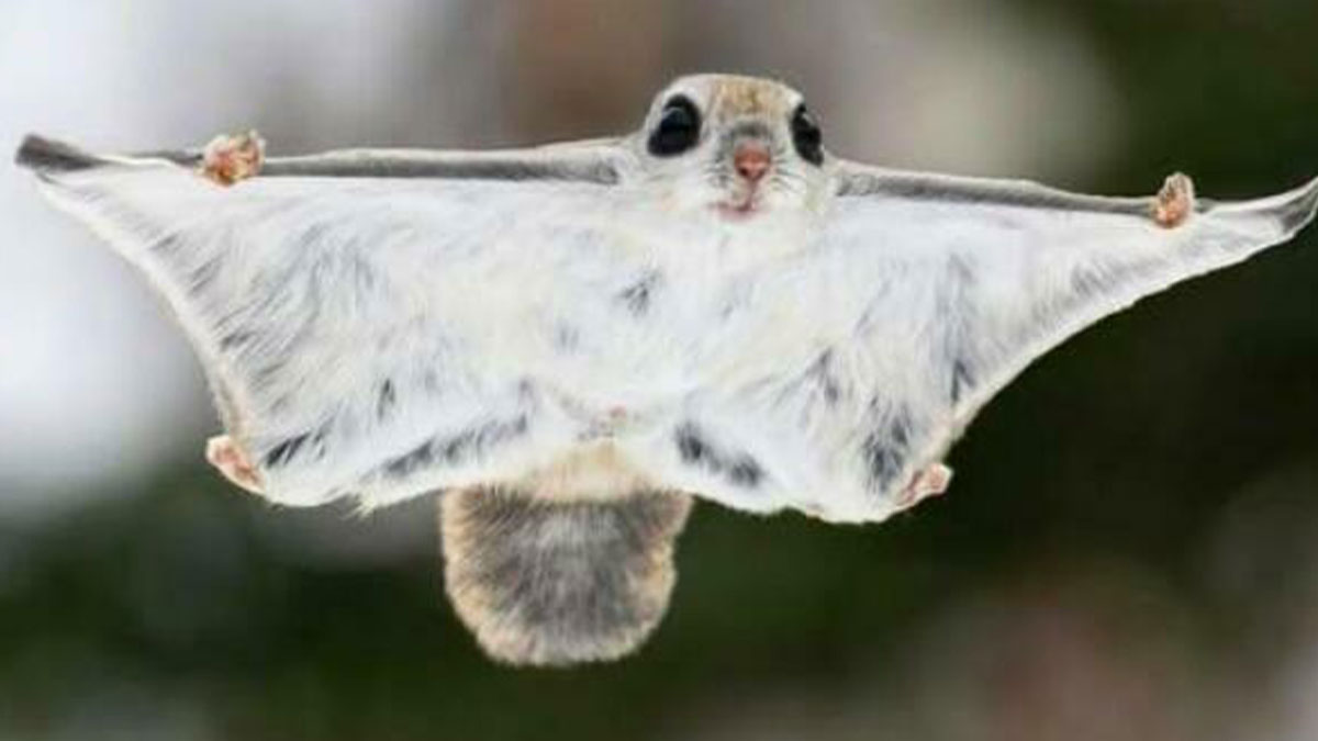 Flying squirrel gliding mid-air with fur stretched out, showcasing unique animal adaptations and awesome facts about animals.