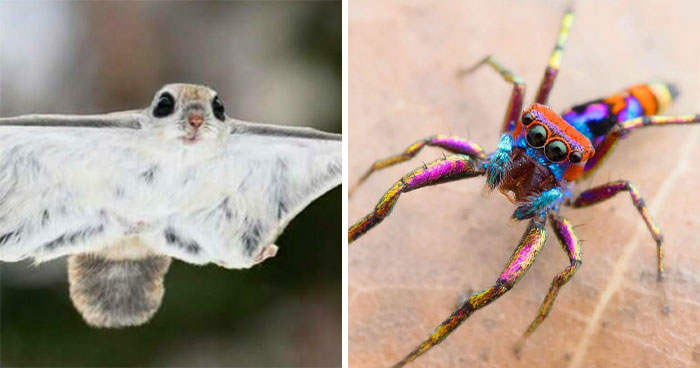 100 Awesome Facts About Animals You Probably Didn’t Know, As Shared On “Awwducational” (New Pics)