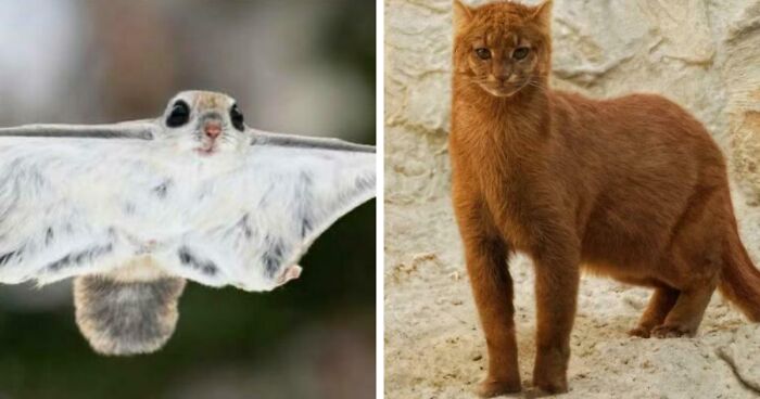 100 Awesome Facts About Animals You Probably Didn’t Know, As Shared On “Awwducational” (New Pics)