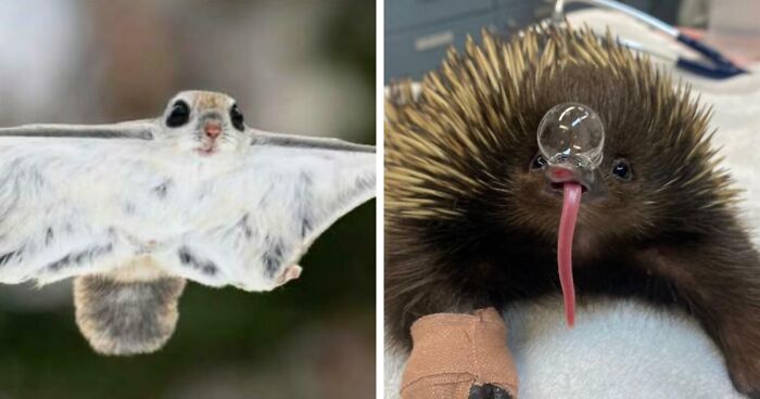 100 Awesome Facts About Animals You Probably Didn’t Know, As Shared On “Awwducational” (New Pics)