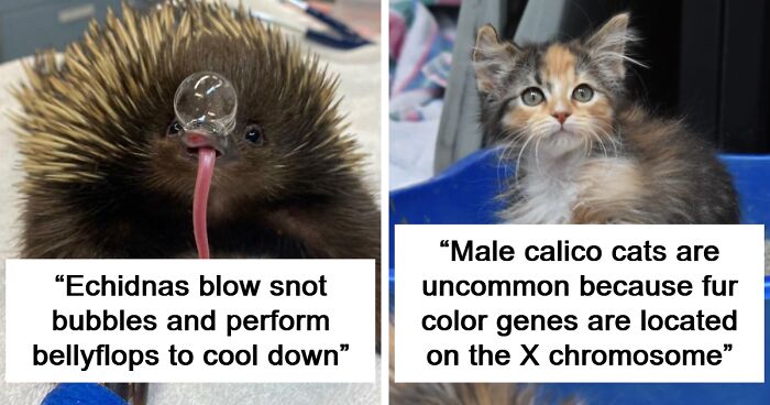 100 Awesome Facts About Animals You Probably Didn’t Know, As Shared On “Awwducational” (New Pics)