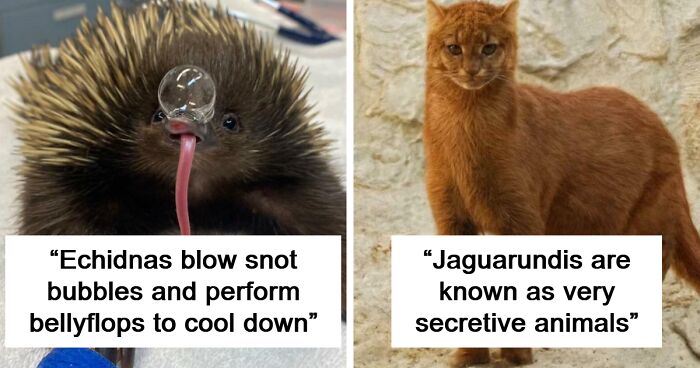 100 Awesome Facts About Animals You Probably Didn’t Know, As Shared On “Awwducational” (New Pics)