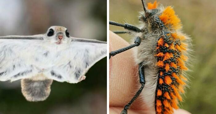 100 Awesome Facts About Animals You Probably Didn’t Know, As Shared On “Awwducational” (New Pics)