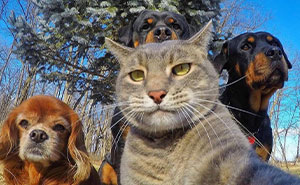 50 Funny And Wholesome Animal “Selfies” That Are So Good, They Could Be Album Covers