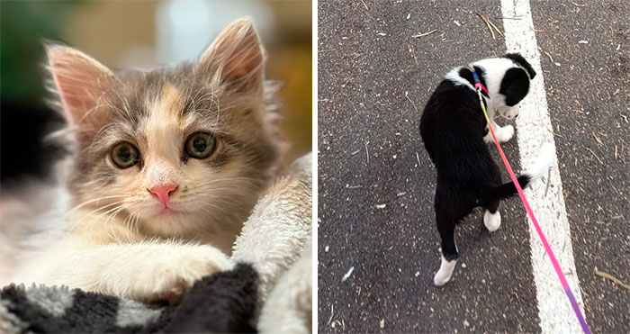 50 Newly Adopted Pets Who Brought Happiness And Warmth To People’s Homes In October