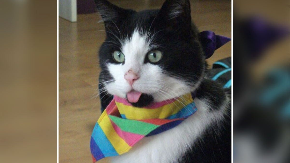 Black and white cat wearing a colorful bandana with tongue sticking out in a cute and funny animal moment.