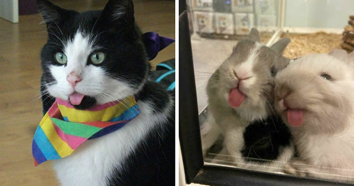 50 Too-Cute Pics Of Animals Blepping, Loafing, And Just Being Delightfully Derpy