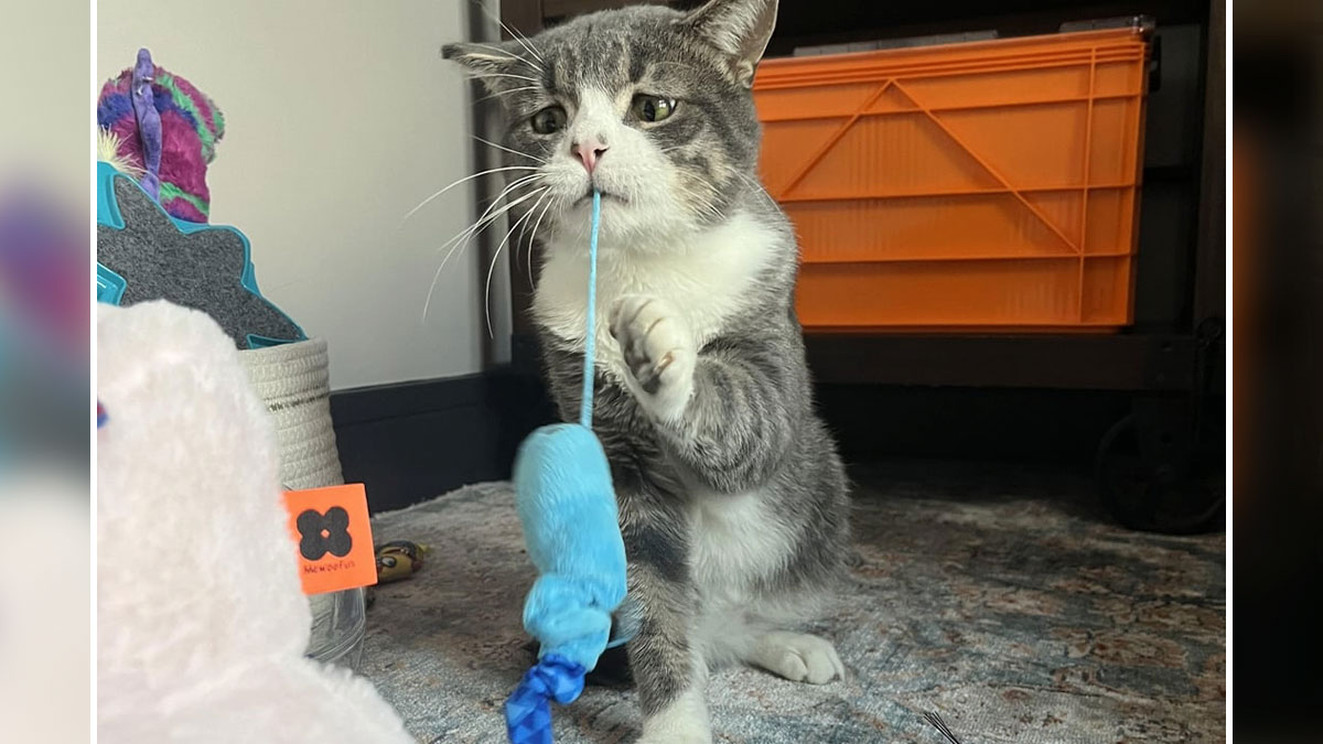 Gray and white foster cat playing with a blue toy mouse, sitting on a rug near colorful pet accessories indoors.