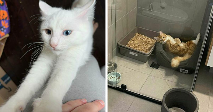 “Ready To Foster Fail”: 46 Adorable Foster Animals That Are Impossible To Resist