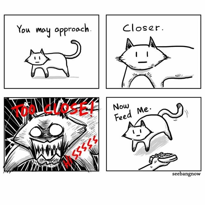 Comic panels showing a dramatic and unbothered cat with honest expressions reacting to being approached.