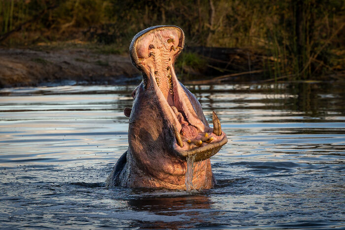 Hippo with wide-open mouth emerging from water, showcasing the power and danger hidden in natural water environments.
