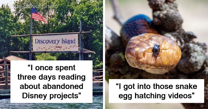 “It Got Very Dark Very Quickly”: 101 Internet Rabbit Holes That Took Over People’s Lives