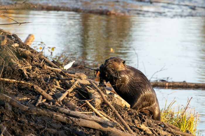 A park ranger’s view of a wet otter on muddy riverbank with sticks and debris, a scene from bizarre and creepy park encounters.